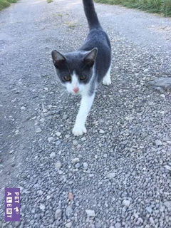 Chat trouvé Européen