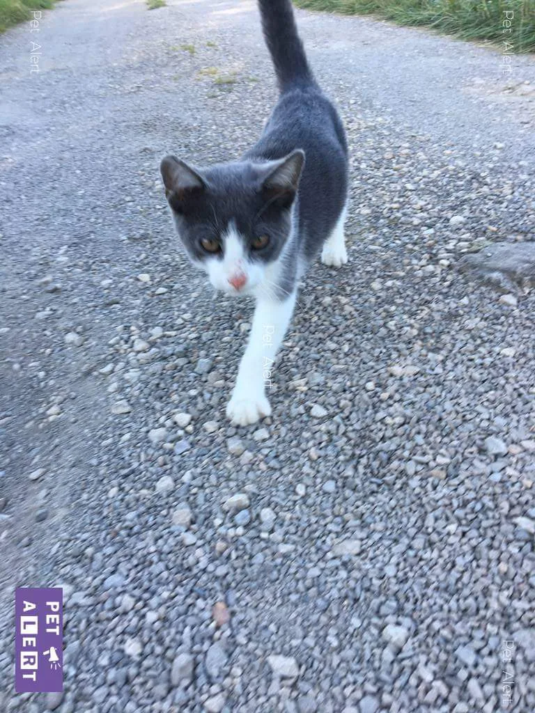 Chat trouvé