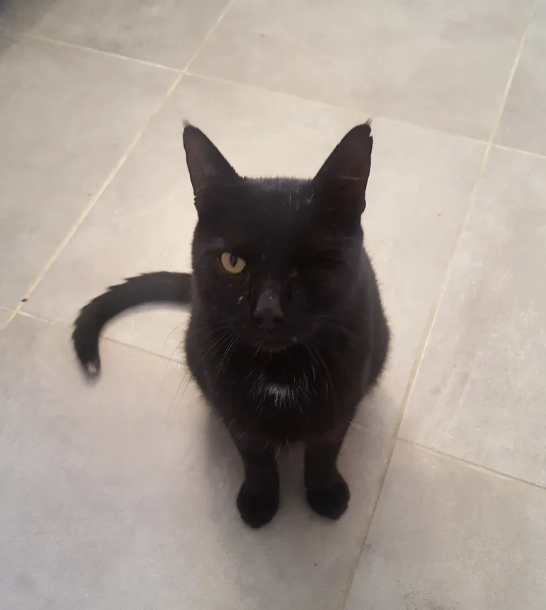 Chat trouvé