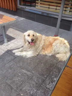 Chien perdu Golden-Retriever