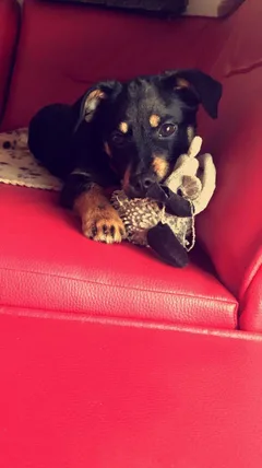 Chien perdu Pinscher