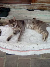 Chat perdu Chat Tigre