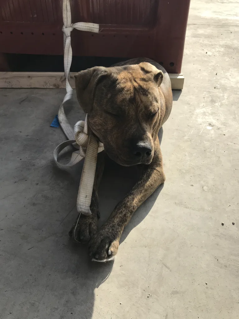 Chien trouvé