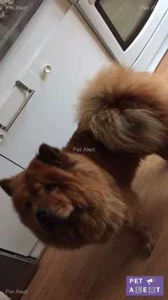 Chien perdu Chow Chow