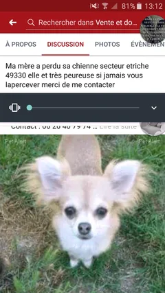 Chien perdu Chihuahua