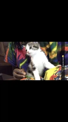 Chat perdu Chat Tigre
