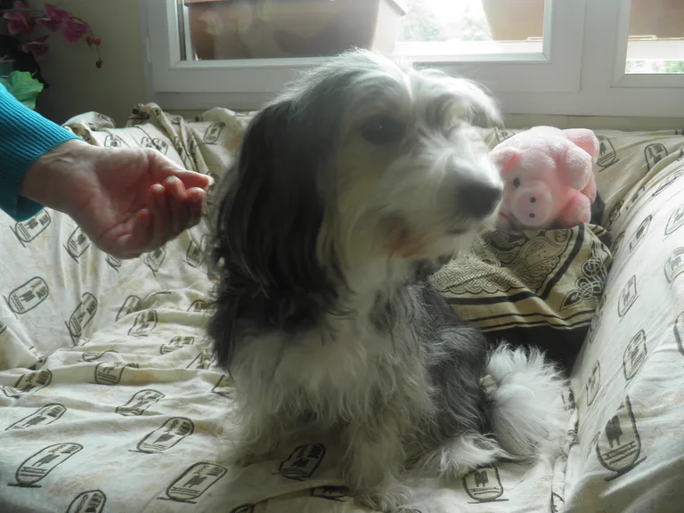 Chien trouvé