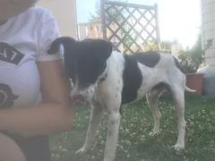 Chien trouvé Jack-Russell-Terrier
