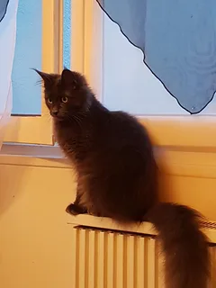 Chat perdu Maine Coon