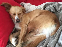 Chien perdu Epagneul Breton