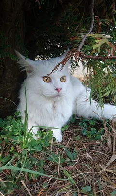 Chat perdu Maine Coon