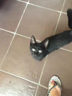 Chat trouvé Sans race particulière