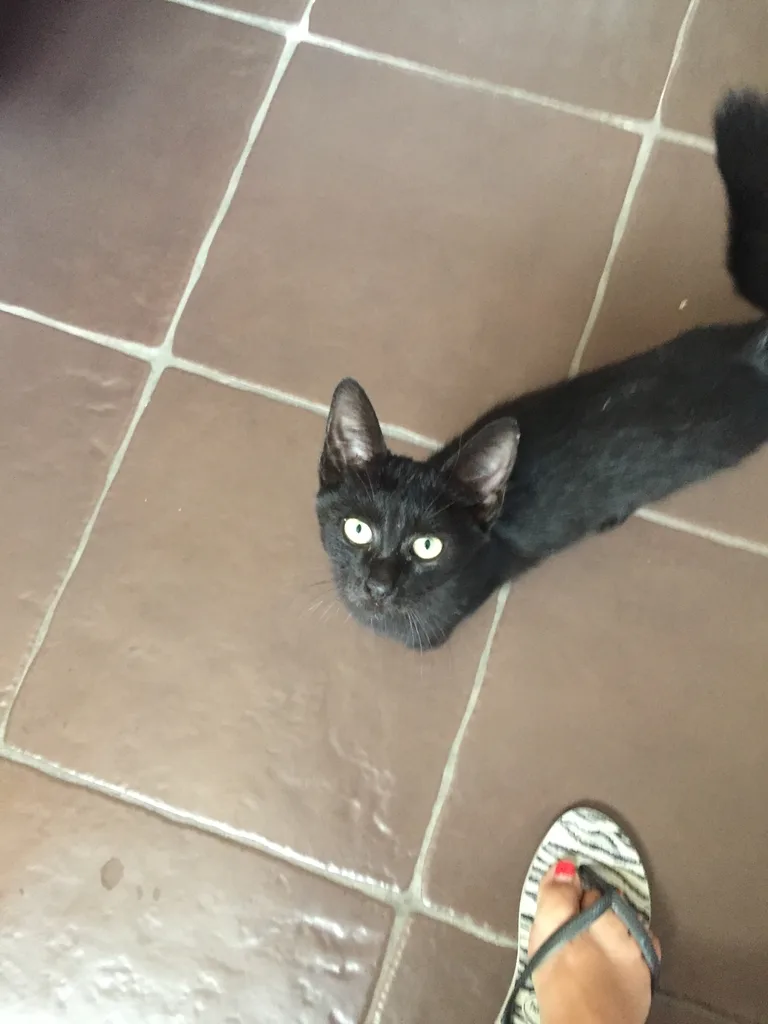 Chat trouvé