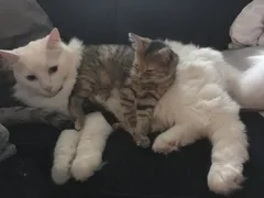 Chat perdu Maine Coon