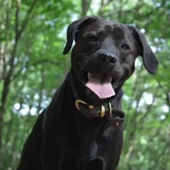 Chien perdu Labrador-Retriever