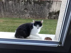 Chat trouvé Européen