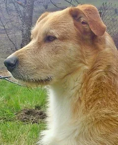 Chien perdu Berger Allemand