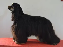 Chien perdu Cocker Américain