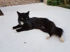 Chat trouvé Européen