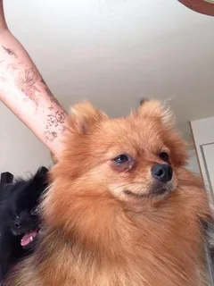 Chien perdu Spitz Allemand nain