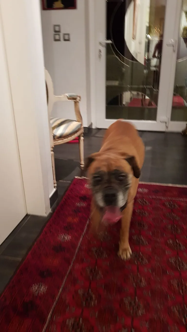 Chien trouvé