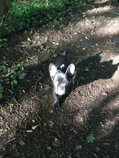 Chien perdu Bouledogue Français