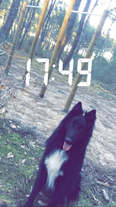 Chien perdu Berger Belge Groenendal