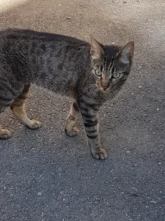 Chat trouvé Chat Tigre