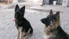 Chien perdu Berger Allemand