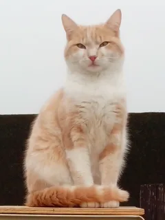 Chat perdu Européen