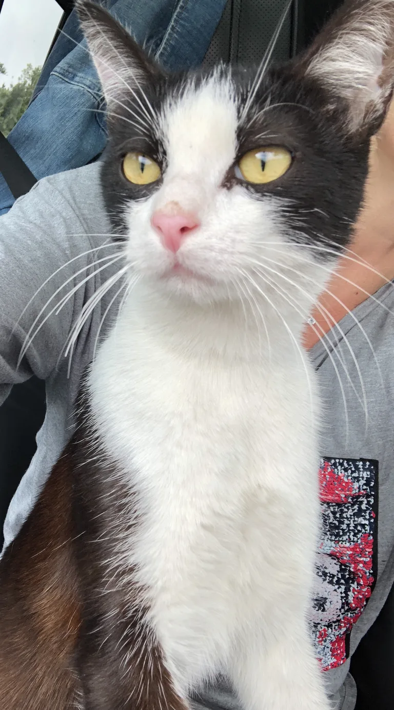 Chat trouvé