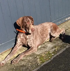 Chien perdu Braque Allemand