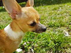 Chien perdu Chihuahua