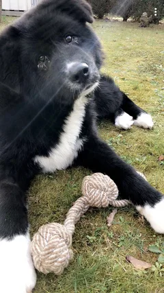 Chien perdu Akita Inu