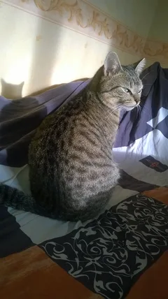 Chat perdu Chat Sauvage d'Europe
