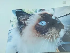 Chat perdu Sacré de Birmanie