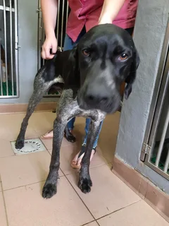Chien trouvé Braque d'Auvergne