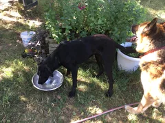 Chien trouvé Labrador-Retriever