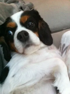 Chien perdu Cavalier King Charles