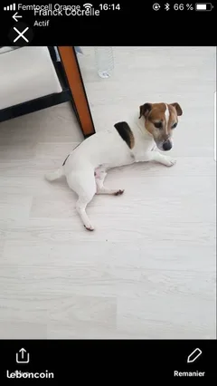 Chien perdu Jack-Russell-Terrier