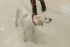 Chien perdu Epagneul Breton