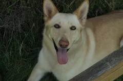 Chien perdu Berger Allemand