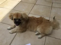 Chien perdu Epagneul Tibétain