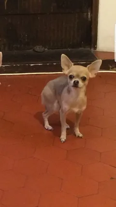 Chien perdu Chihuahua
