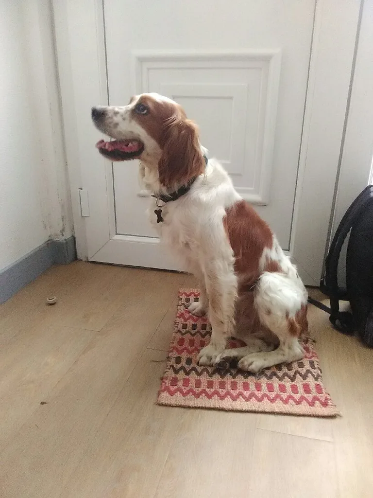 Chien trouvé