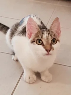 Chat trouvé Croisé