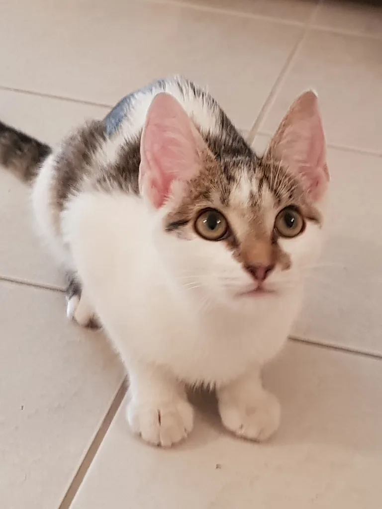Chat trouvé