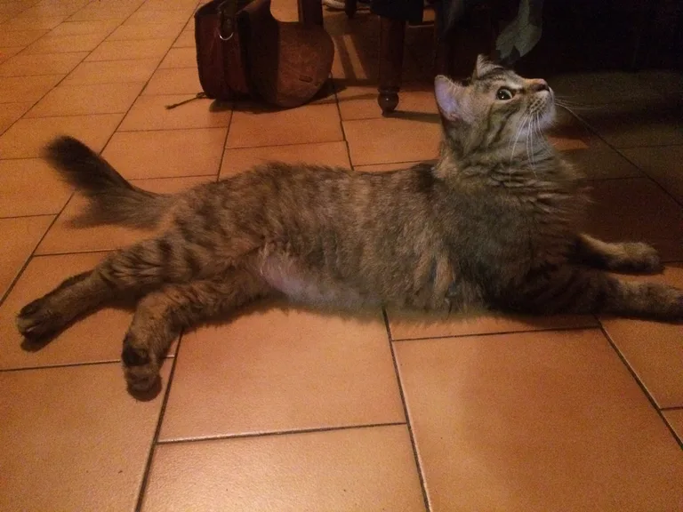 Chat trouvé