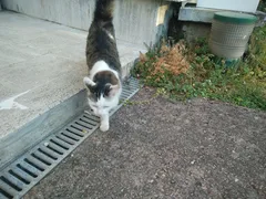 Chat trouvé Européen