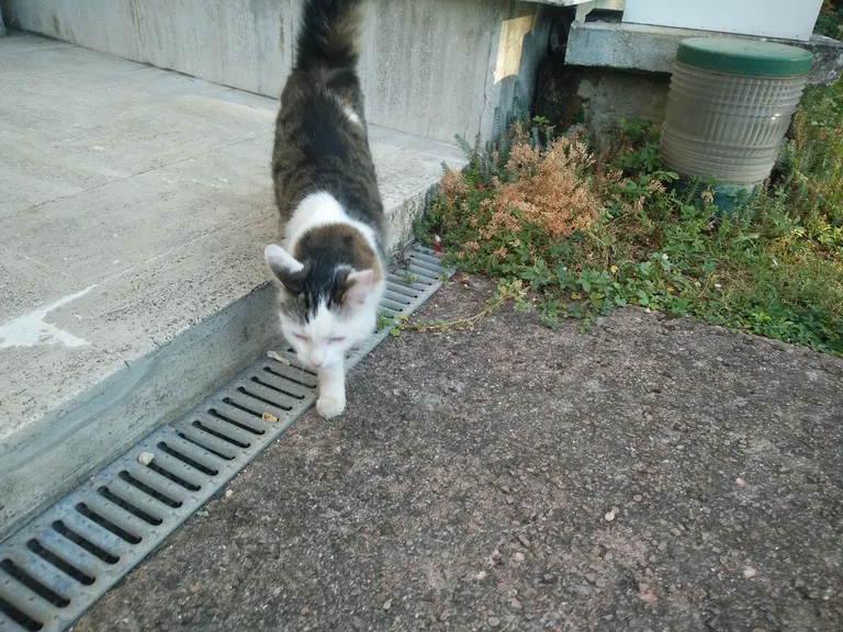 Chat trouvé